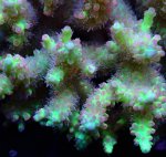 画像3: Acropora (3)