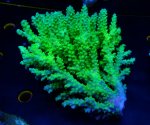 画像2: Acropora (2)