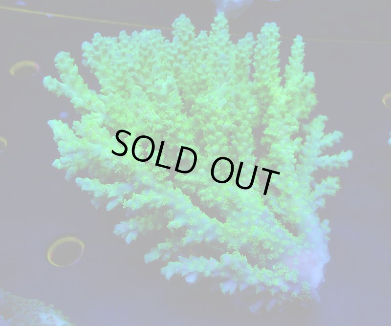 画像2: Acropora (2)