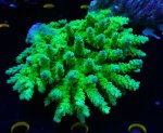 画像1: Acropora (1)