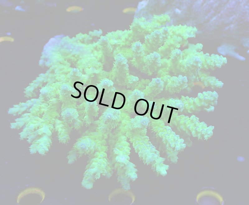 画像1: Acropora (1)