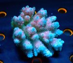 画像1: Acropora (1)