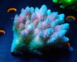 画像3: Acropora (3)