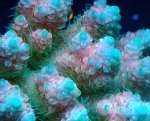 画像2: Acropora (2)