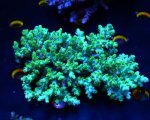 画像1: Acropora (1)