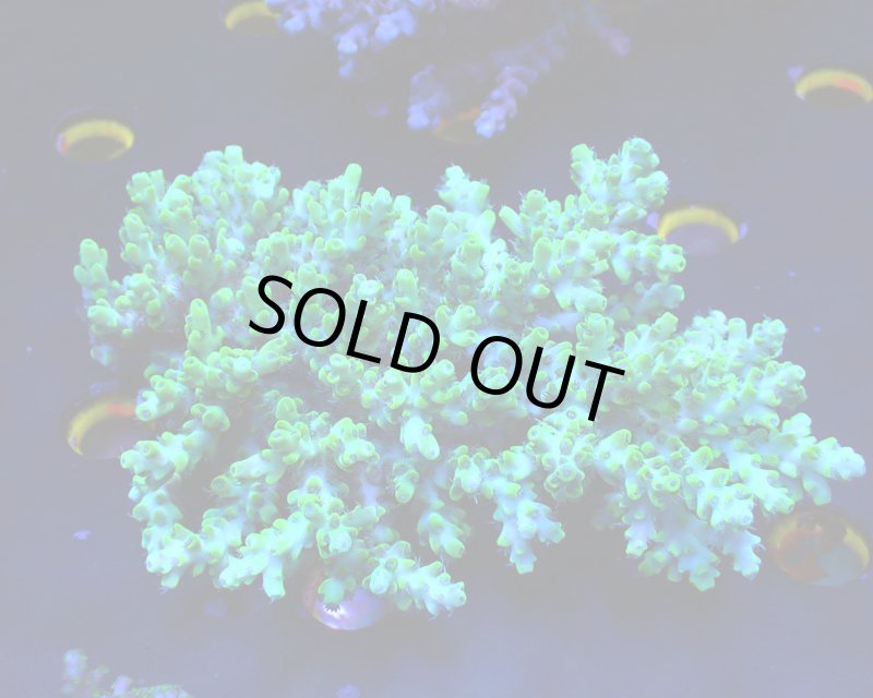 画像1: Acropora (1)