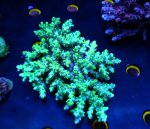 画像4: Acropora (4)