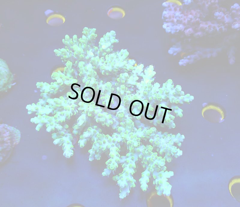 画像4: Acropora (4)
