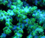 画像2: Acropora (2)