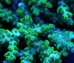画像3: Acropora (3)