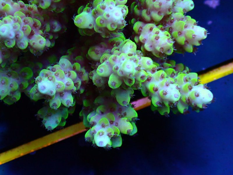 画像3: Acropora (3)