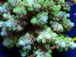 画像2: Acropora (2)