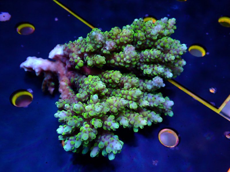 画像1: Acropora (1)