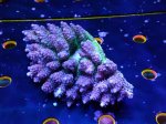 画像1: Acropora (1)