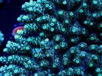 画像2: Acropora (2)