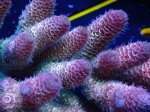 画像2: Acropora (2)