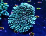 画像1: Acropora (1)