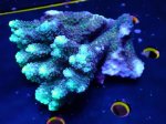 画像1: Acropora (1)