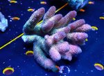 画像1: Acropora (1)