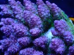画像2: Acropora (2)