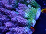 画像3: Acropora (3)