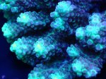 画像2: Acropora (2)