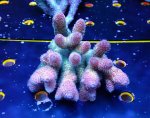 画像3: Acropora (3)