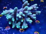 画像1: Acropora (1)