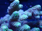 画像2: Acropora (2)
