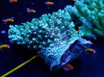 画像3: Acropora (3)