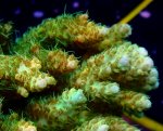 画像3: Acropora (3)