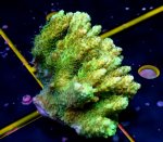 画像2: Acropora (2)