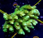 画像1: Acropora (1)
