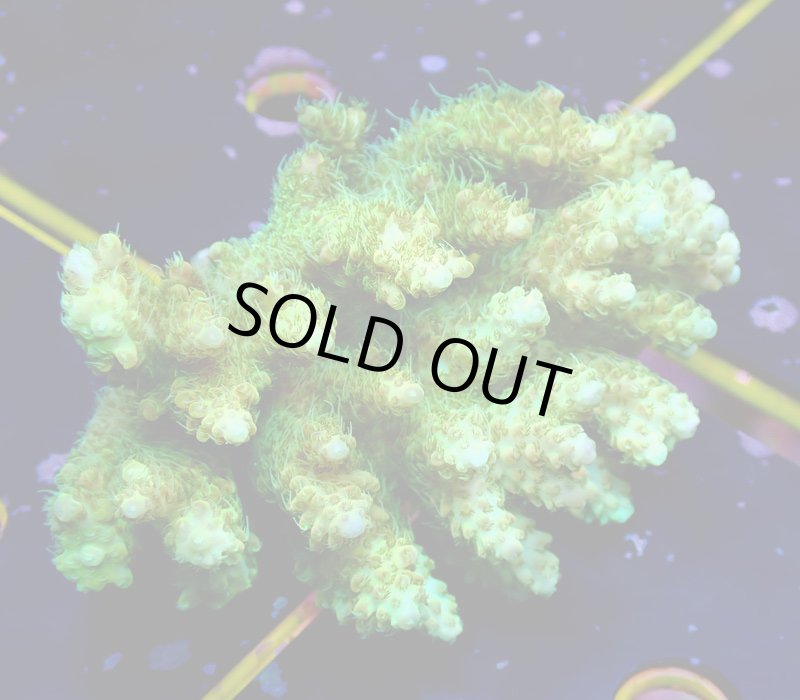 画像1: Acropora (1)