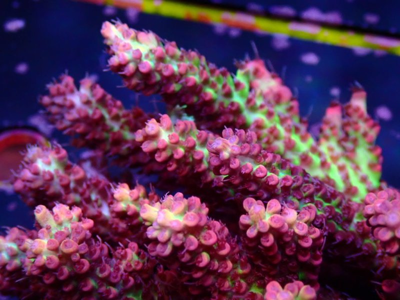 画像2: Acropora (2)