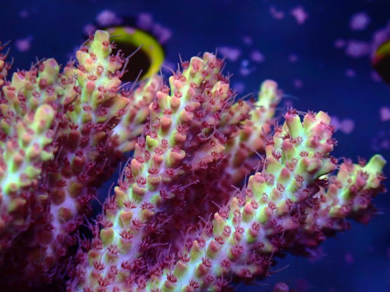 画像2: Acropora (2)
