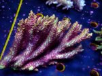 画像1: Acropora (1)