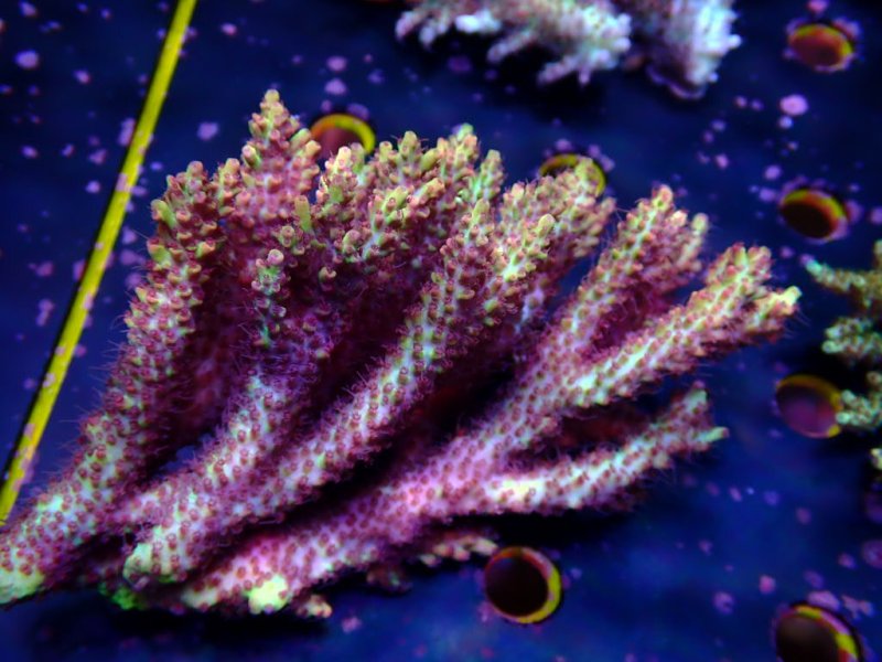 画像1: Acropora (1)