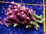 画像1: Acropora (1)
