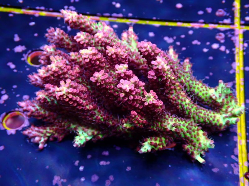 画像1: Acropora (1)