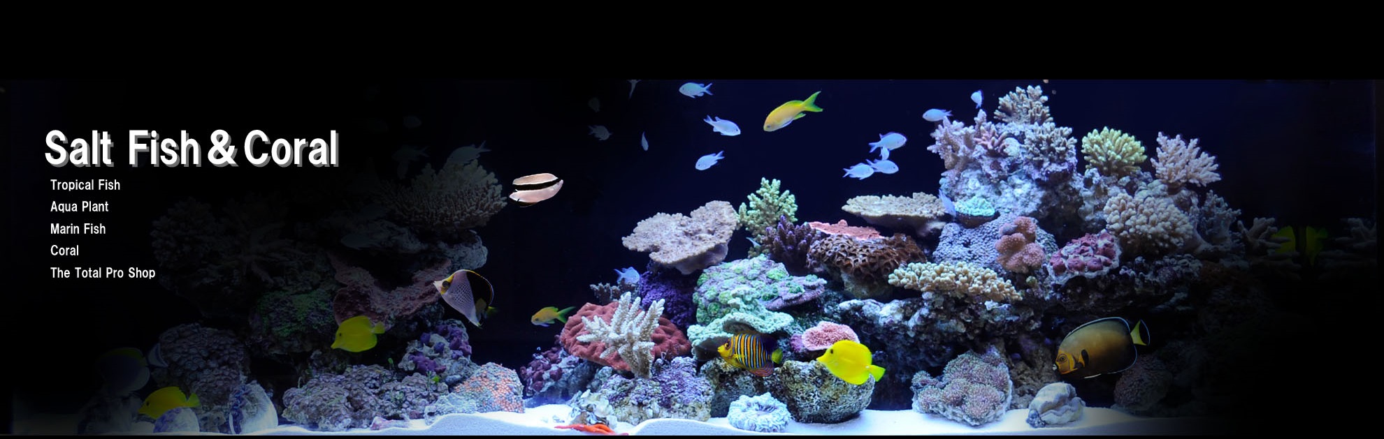 パウダーサンド 心地よい 珊瑚砂 海水魚水槽 アクアリウム 引き取り限定