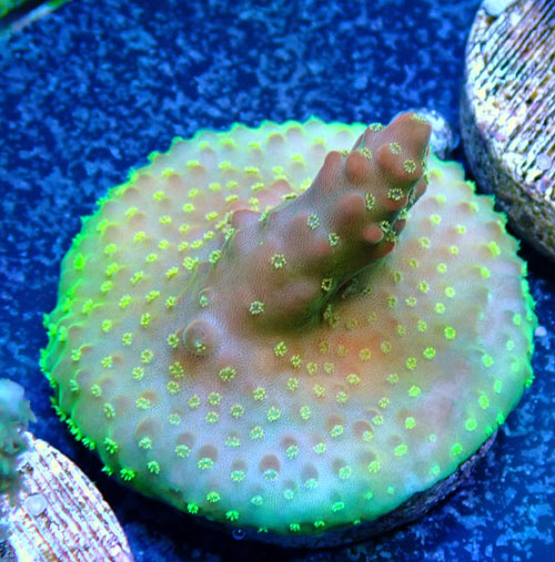 CE  Acro Island Red Devil