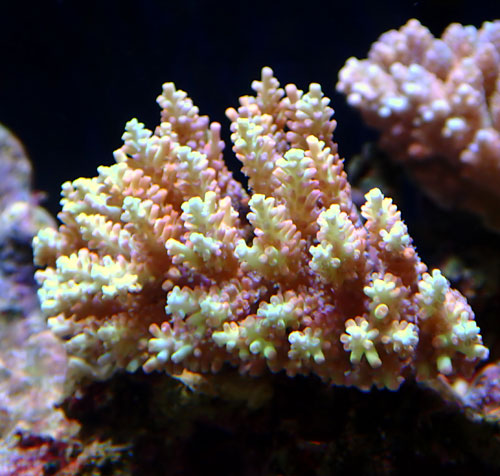 Acropora