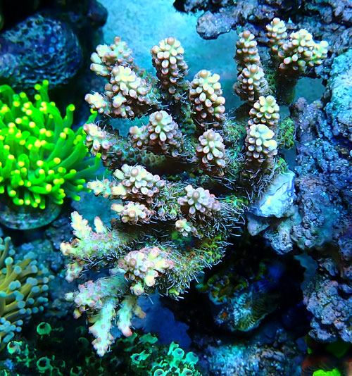Acropora