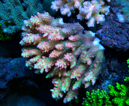 Acropora