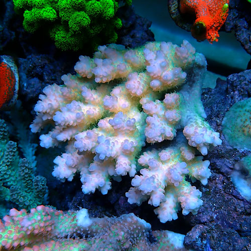 Acropora