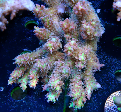 Acropora