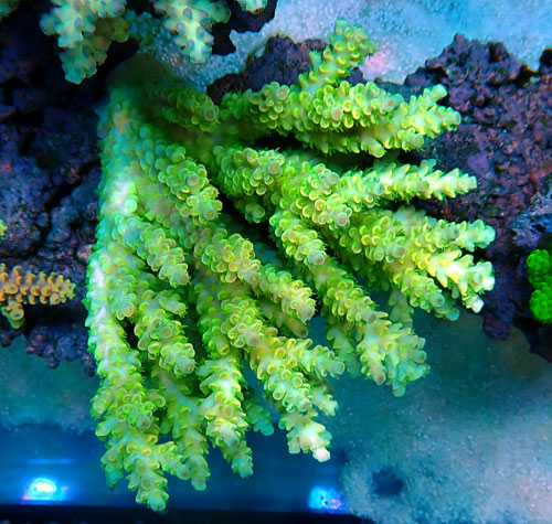 Acropora