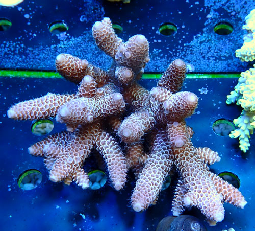 Acropora