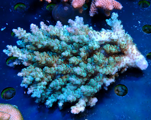 Acropora